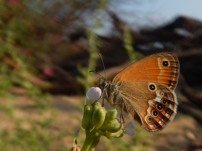 Coenonympha corinna elbana